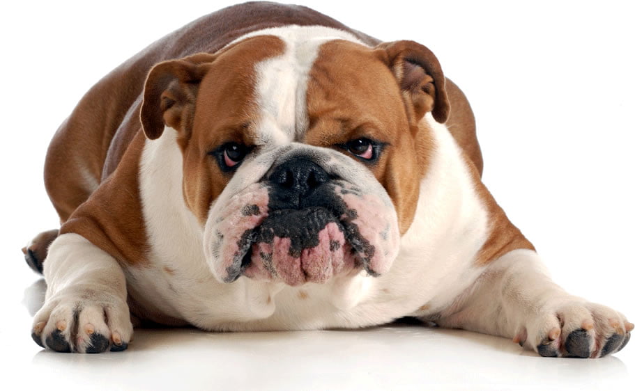 English Bulldog / British Bulldog Breeders, Puppies and