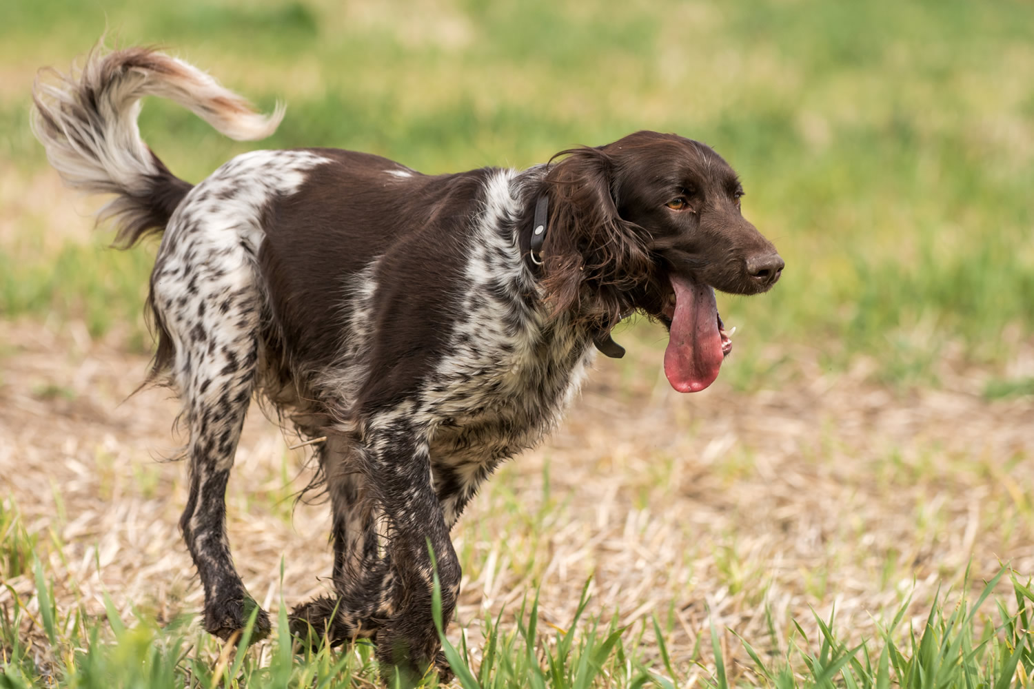Small Munsterlander Pointer Breeders Puppies And Breed Information Dogs Australia