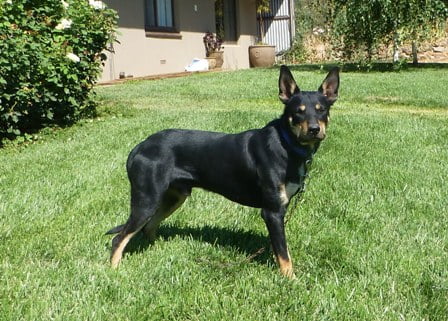 stockmans kelpies