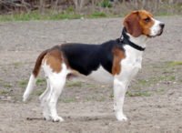 Beagle - Breeders