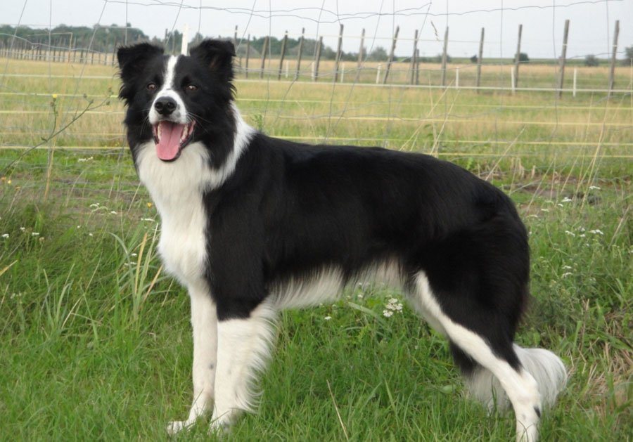 79 Border Collie Tricolor Short Hair L2sanpiero