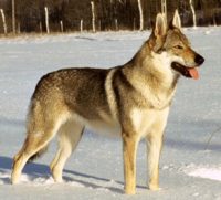 Czechoslovakian Wolfdog - Breeders