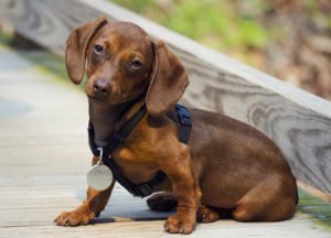 Dachshund Dog Breed Information