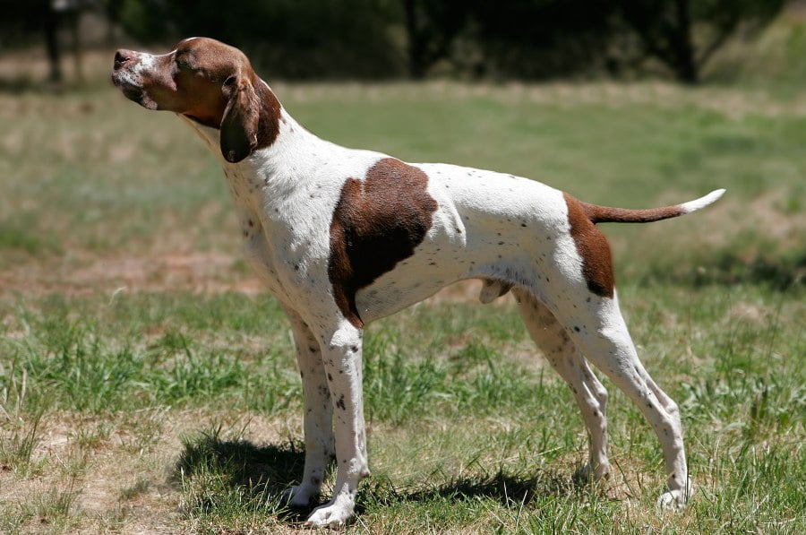 English Pointer Breeders, Puppies and Breed Information