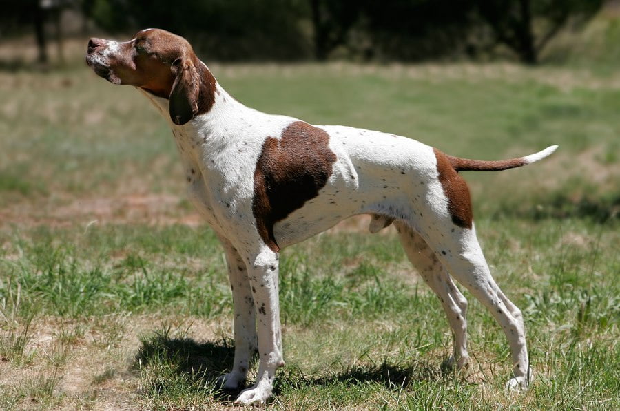 English Pointer Breeders Puppies And Breed Information Dogs Australia