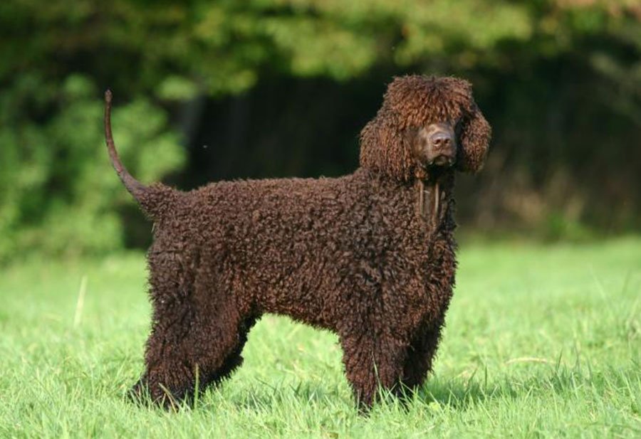 Irish Water Spaniel Breeders Puppies And Breed Information Dogs 