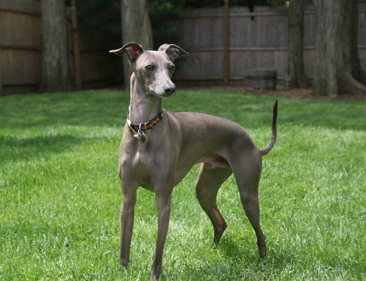 Italian Greyhound - Breeders, Puppies and Breed ...
