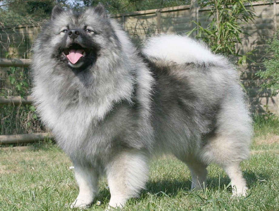 keeshond puppies