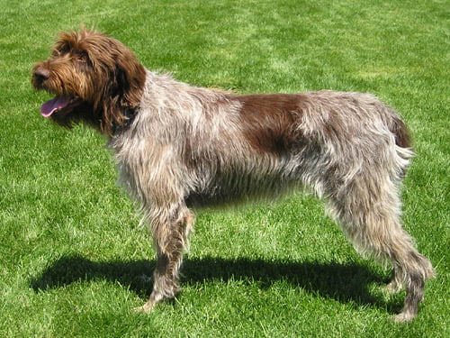 Wire-haired Pointing Griffon - Breeders