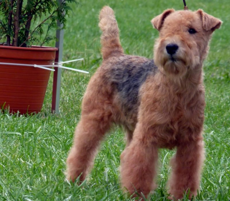 Lakeland Terrier - Breeders, Puppies and Breed Information ...