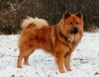 Long Haired Chow Chow - Breeders
