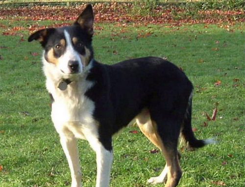 McNab  Collie – Breeders, Puppies and Breed Information