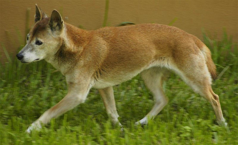 New Guinea Singing Dog - Breeders, Puppies and Breed Information - Dogs