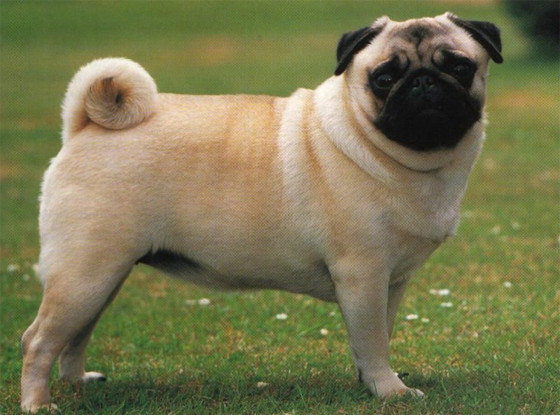 Pug - Breeders, Puppies and Breed Information - Dogs Australia