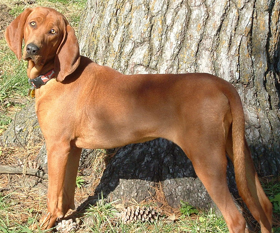 Redbone Coonhound - Breeders, Puppies and Breed Information.