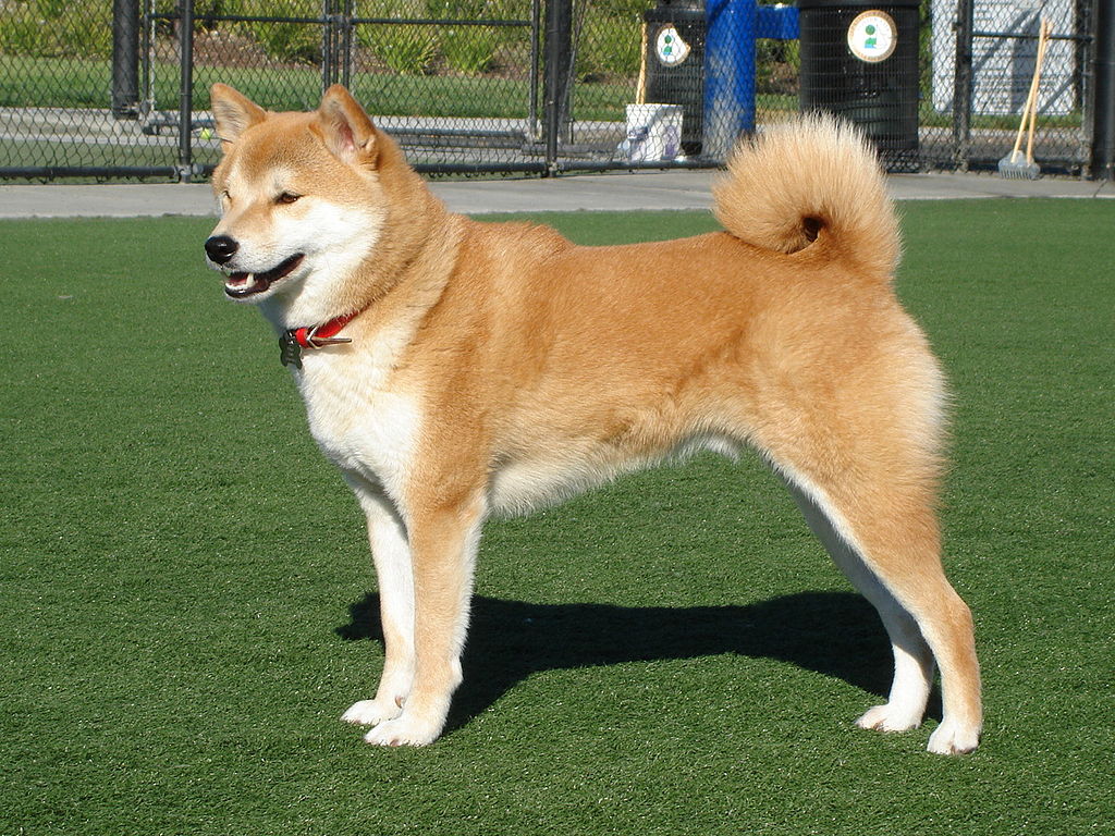 Shiba Inu Breeders Puppies And Breed Information Dogs Australia