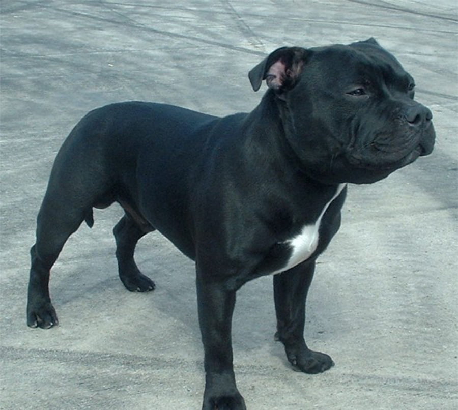 Staffordshire Bull Terrier Breeders, Puppies and Breed