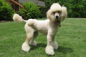 Toy Poodle Dog Breed Information