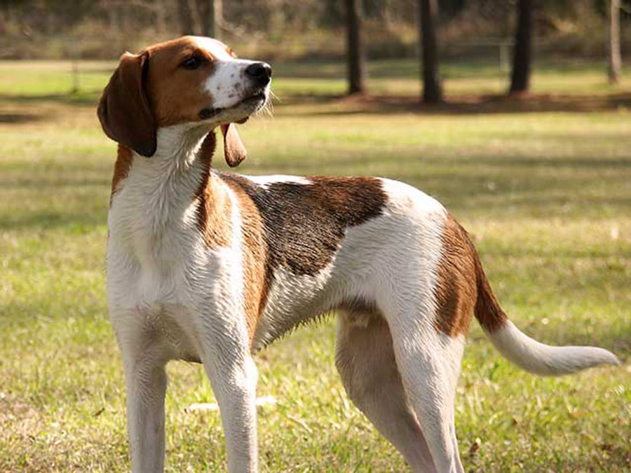 Treeing Walker Coonhound - Breeders