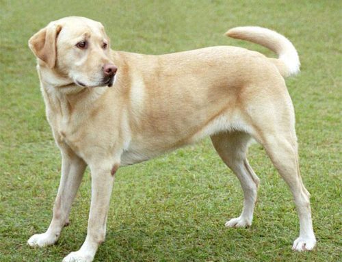Labrador Retriever – Breeders, Puppies and Breed Information