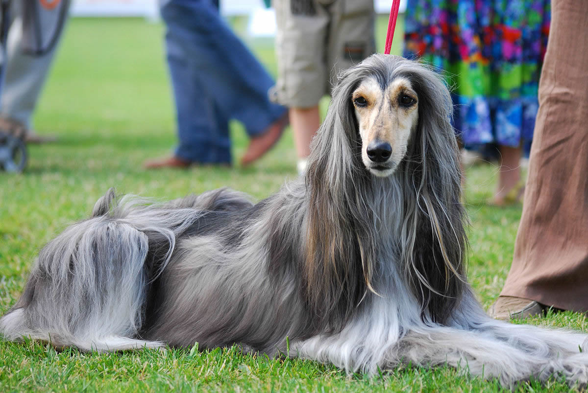 Afghan Hound Breeders, Puppies and Breed Information