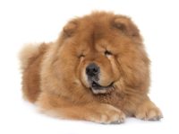 Chow Chow - Breeders