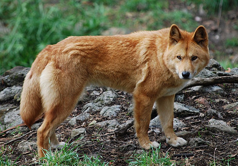 Dingo - Breeders