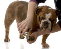 10 Dog Care Tips - Caring for your Dog