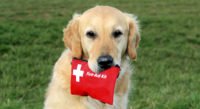 Giving your Dog Emergency First Aid