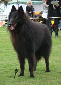 Lumineux - Groenendael & Tervueren - Dogs Australia