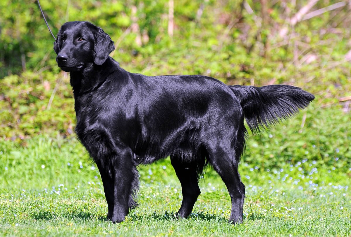 Flat Coated Retriever - Breeders, Puppies and Breed ...