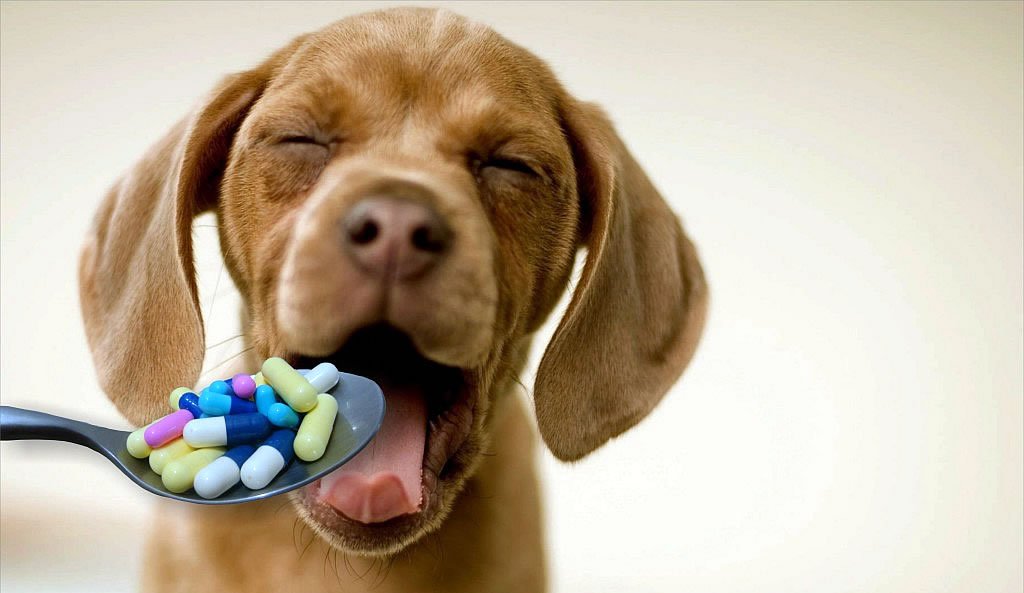 Medicating your Dog