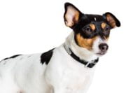 Jack Russell Terrier - Breeders