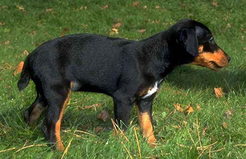 Jagdterrier Breeders, Puppies and Breed Information Dogs Australia