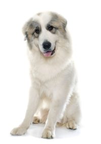 Pyrenean Mountain Dog - Great Pyrenees - Breeders