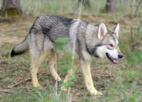 Saarloos wolfhond - Breeders