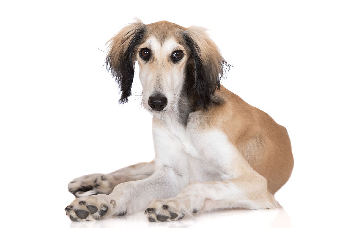 Saluki Breeders Puppies And Breed Information Dogs Australia