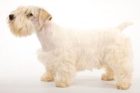 Sealyham Terrier - Breeders