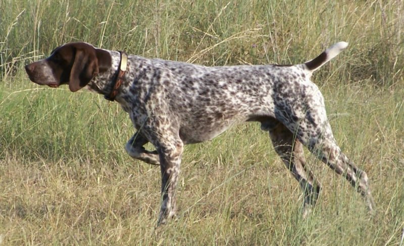 Pointing Dog Breeds - Dogs Australia