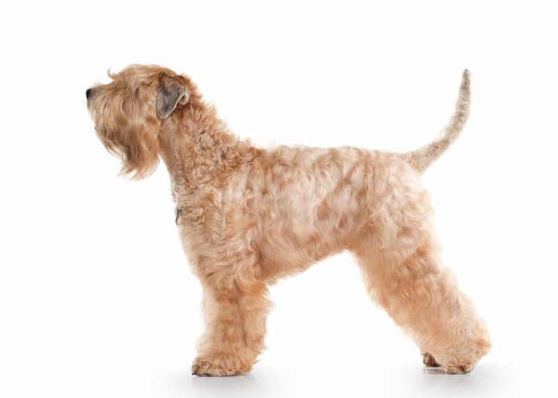 Soft-Coated Wheaten Terrier - Breeders