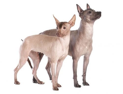 Mexican Hairless – Breeders, Puppies and Breed Information