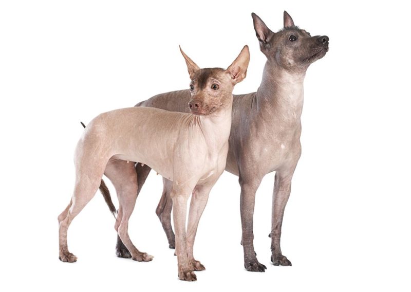 Mexican Hairless - Breeders