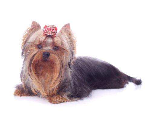 Yorkshire Terrier – Breeders, Puppies and Breed Information