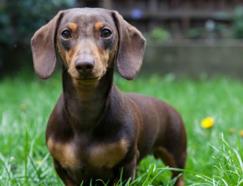 Dachshund Breed Dog – Puppies, Breeders and Information