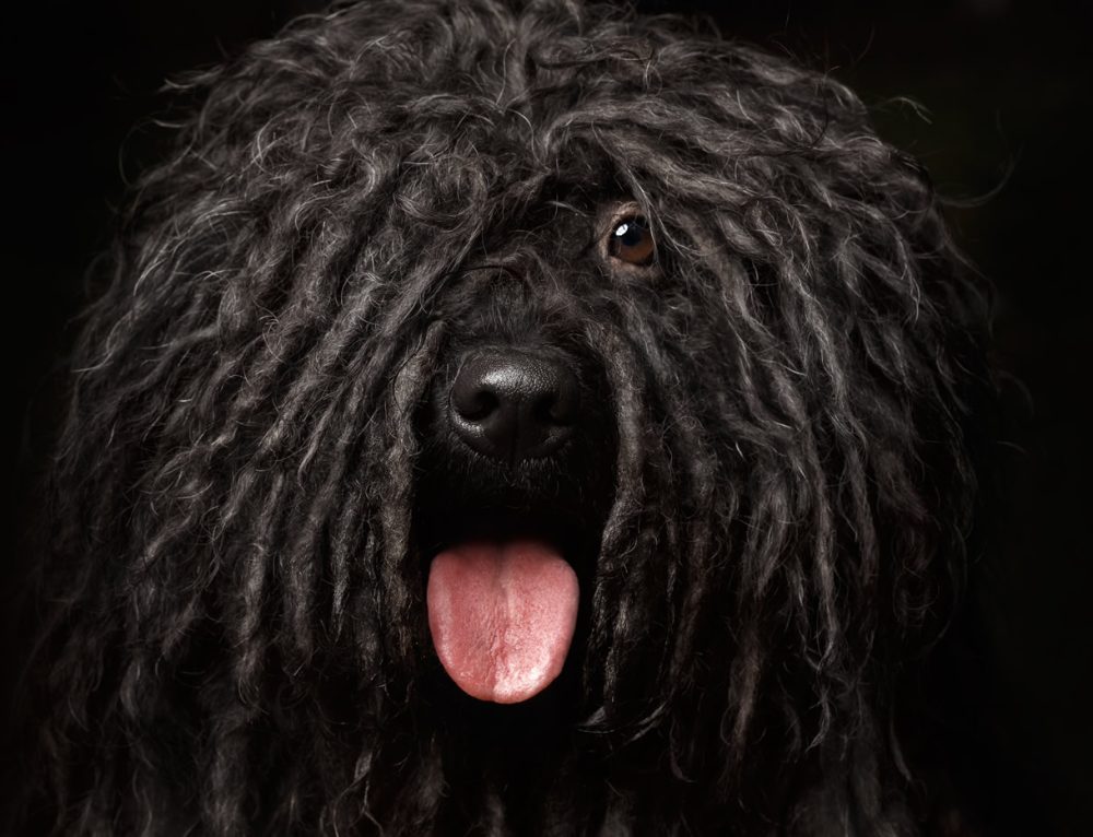 Australian National Kennel Council Dogs Australia