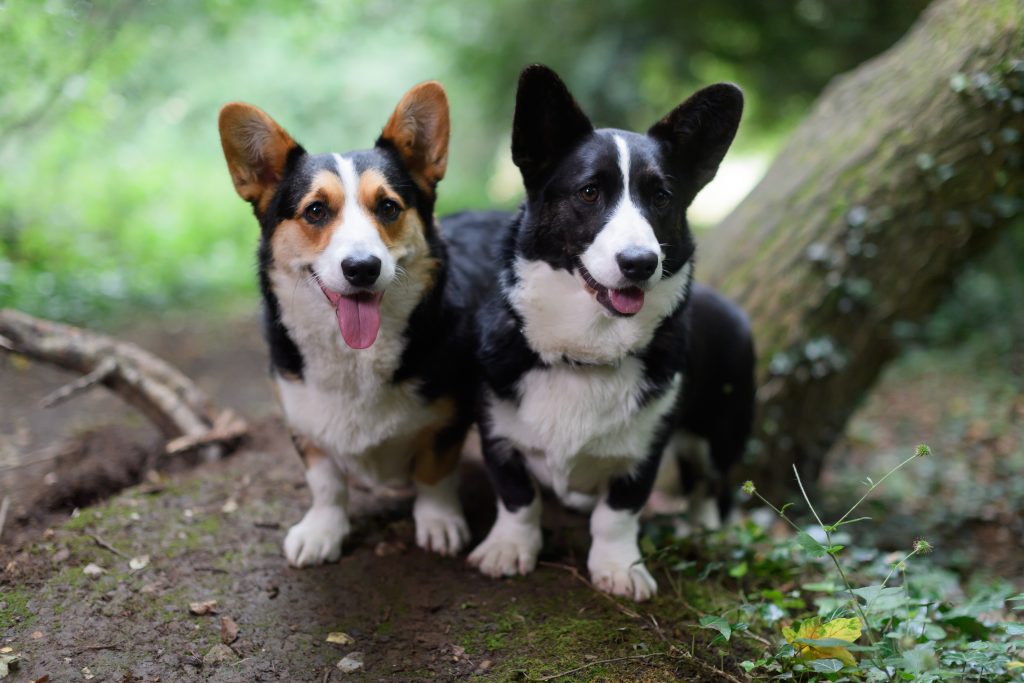 Cardigan Welsh Corgi Dog two different exercise