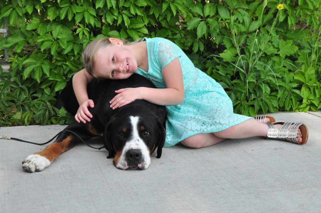 greater swiss mountain dog play and happy with child
