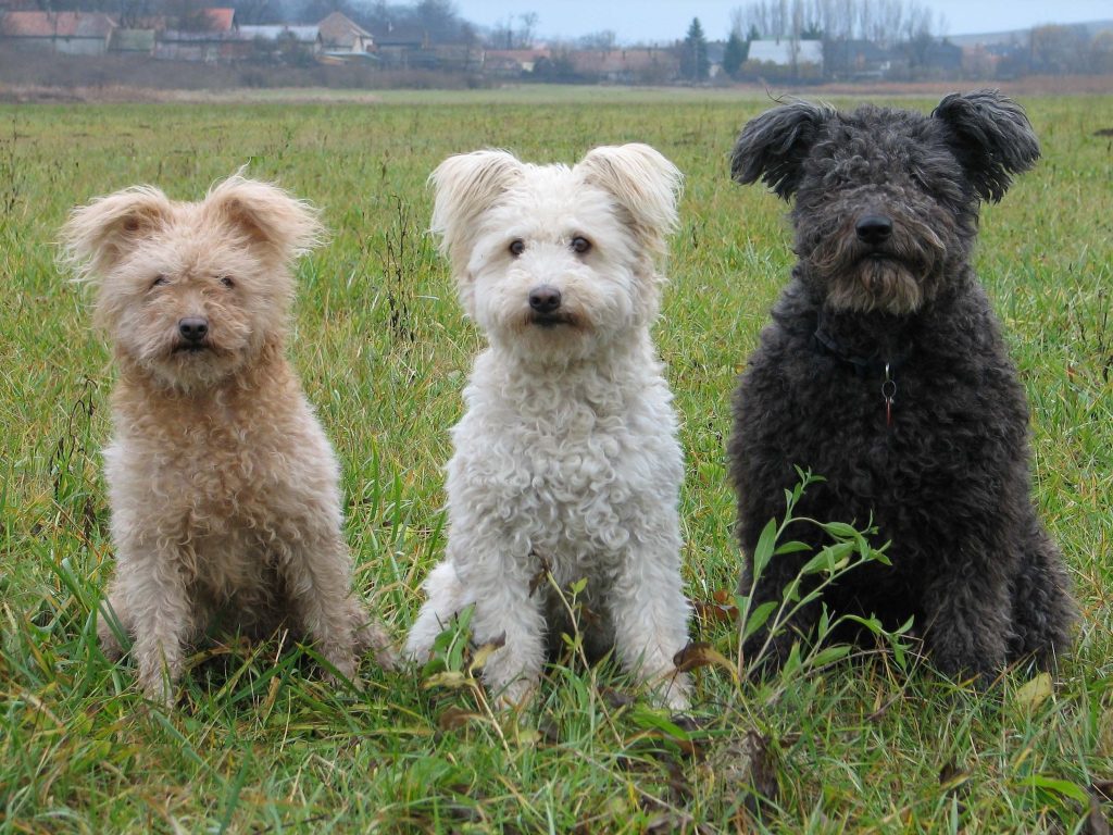Pumi Dog two different colours