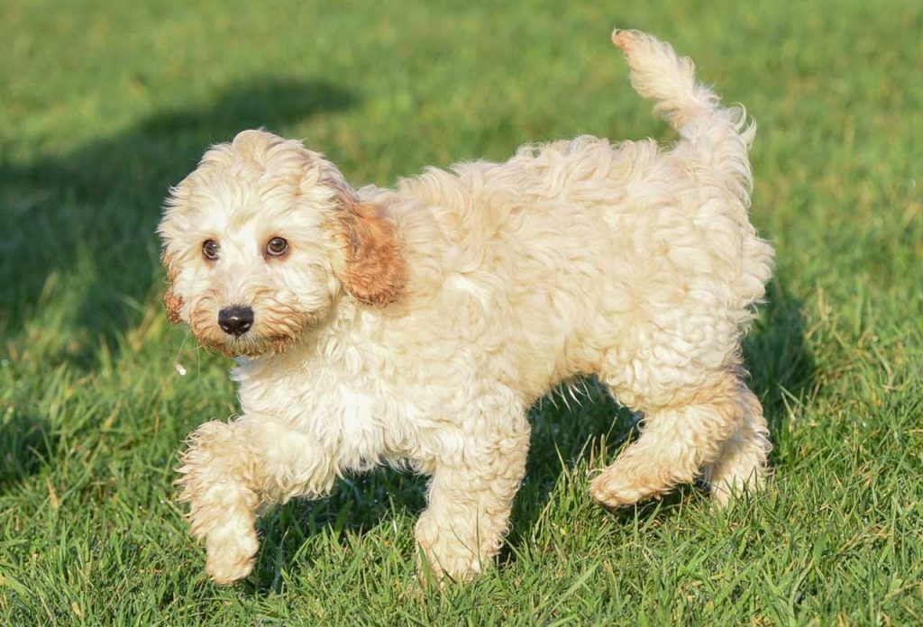 Cockapoo Dog Breathing in fresh air contributes to overall well-being