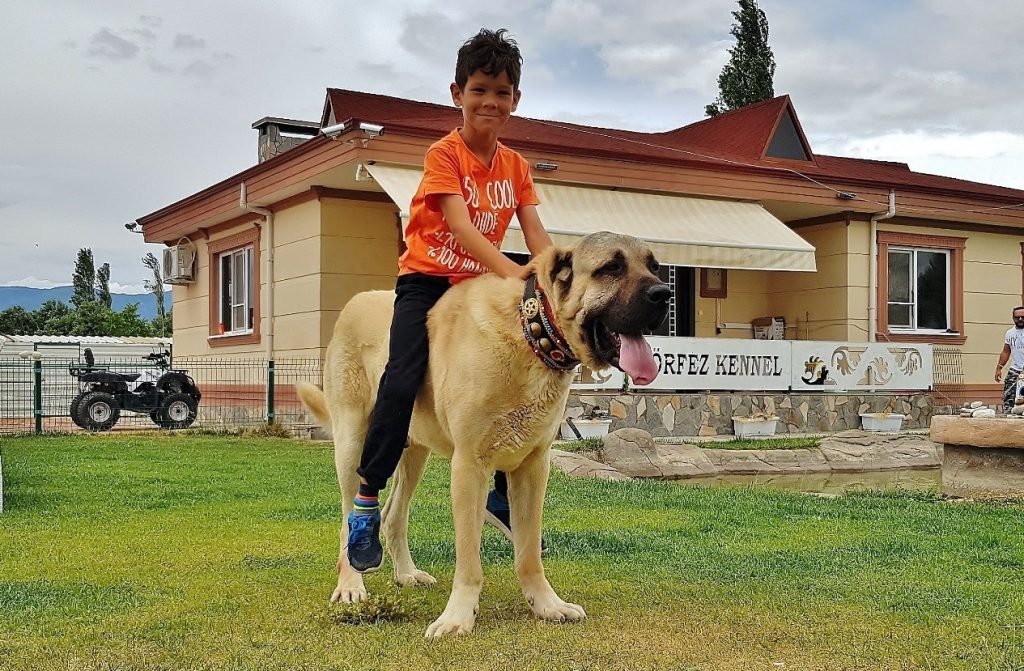 Aksaray Malaklisi Dog loving Children